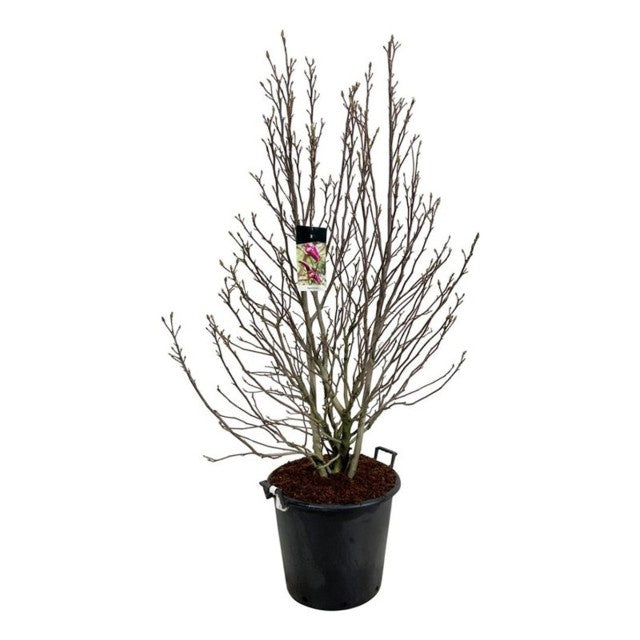 Magnolia Susan / C55 - 180cm-Easy Garden Centre