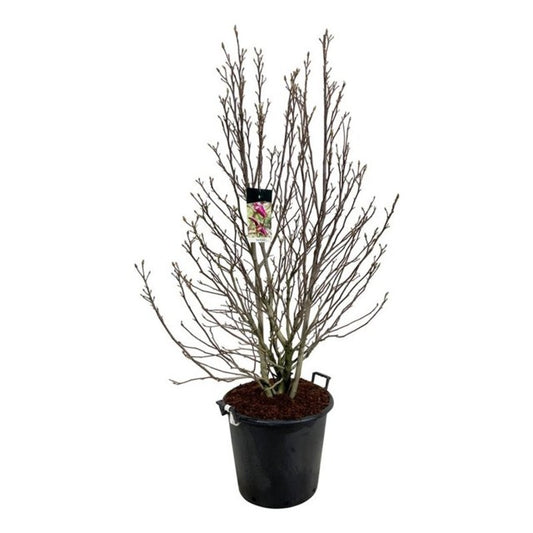 Magnolia Susan / C55 - 180cm-Easy Garden Centre