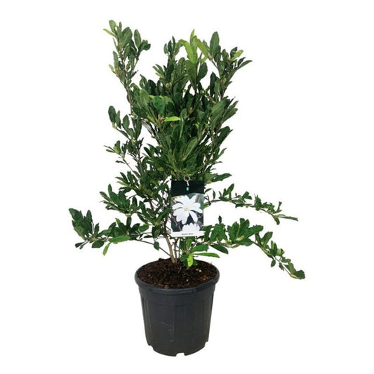 Magnolia Stellata / C30 - 125cm-Easy Garden Centre