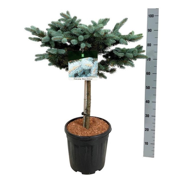 Picea Pungens Glauca Globosa / C15 75cm-Easy Garden Centre