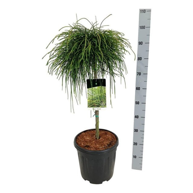 Thuja Plicata Whipcord / C15 90cm-Easy Garden Centre