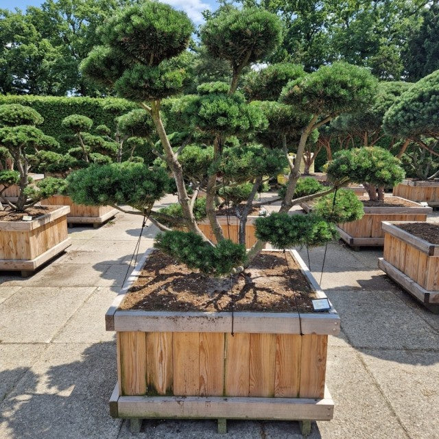 Pinus Mugo Gnom / P110 170cm-Easy Garden Centre