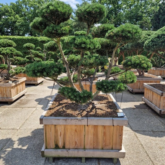 Pinus Mugo Gnom / P110 170cm-Easy Garden Centre