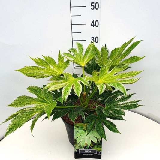 Fatsia Japonica Spiders Web / C10 - 50cm-Easy Garden Centre