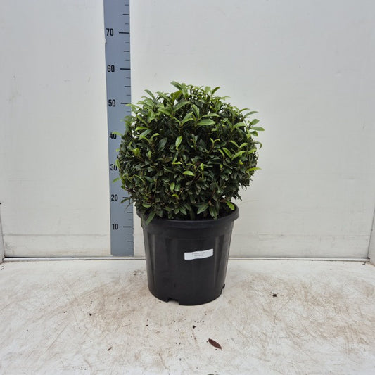 Prunus Laurocerasus Sofia / C15 - 40cm-Easy Garden Centre