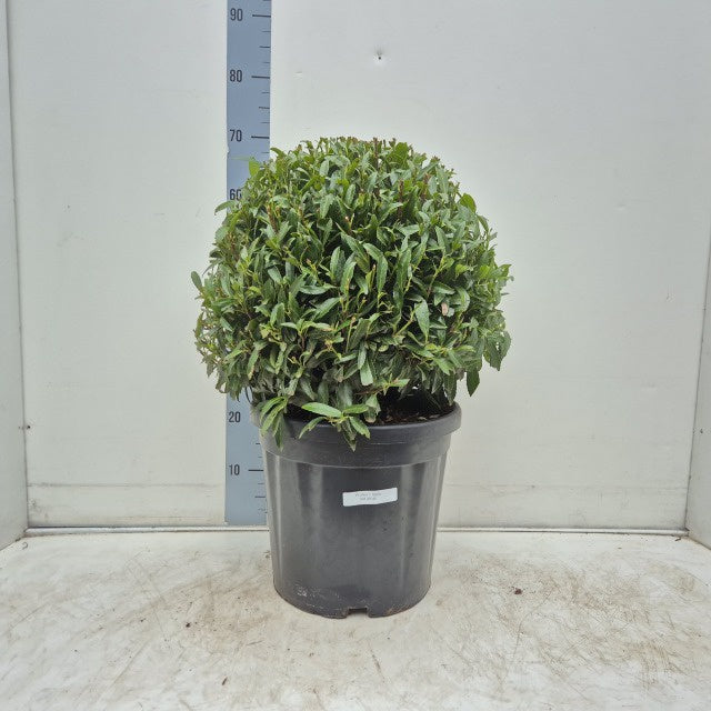 Prunus Laurocerasus Sofia / C18 - 40cm-Easy Garden Centre