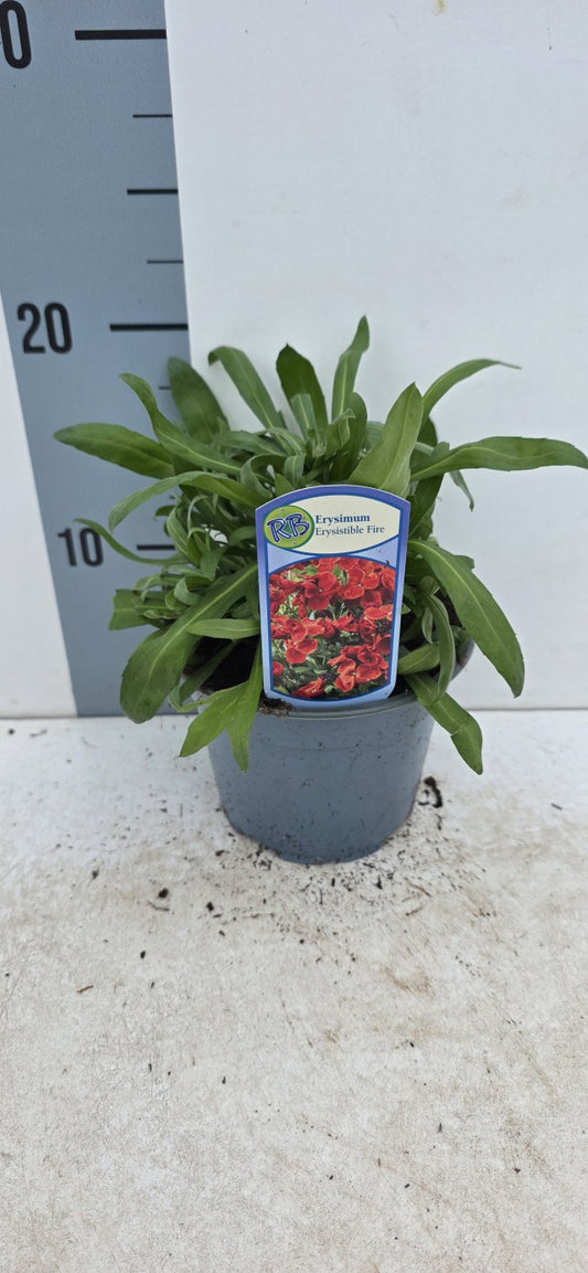 Erysimum Erysistible Fire / P13 - 25cm-Easy Garden Centre