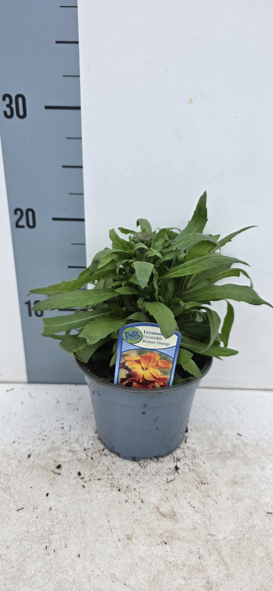 Erysimum Erysistible Bronze Orange / P13 - 25cm-Easy Garden Centre