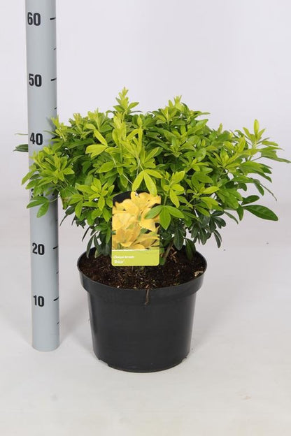 Choisya ternata Brica / P23 (5 Ltr)
