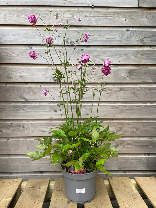Anemone Prinz Heinrich 5 Ltr