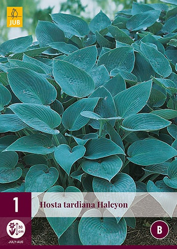 1 HOSTA HALCYON