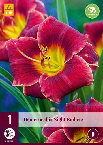 1 HEMEROCALLIS NIGHT EMBERS