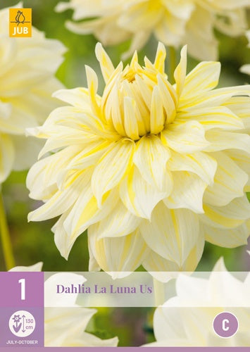 1 Dahlia La Luna Us