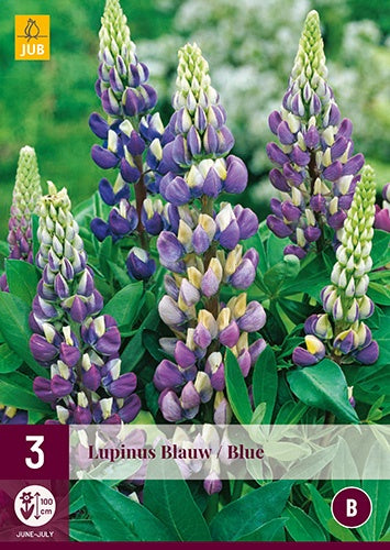 3 LUPINUS BLUE