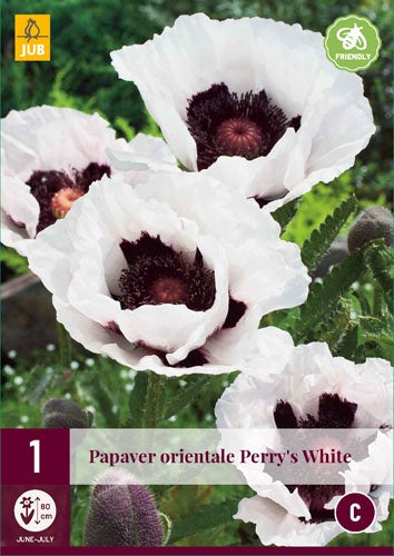 1 PAPAVER ORIENTALE PERRY'S WHITE