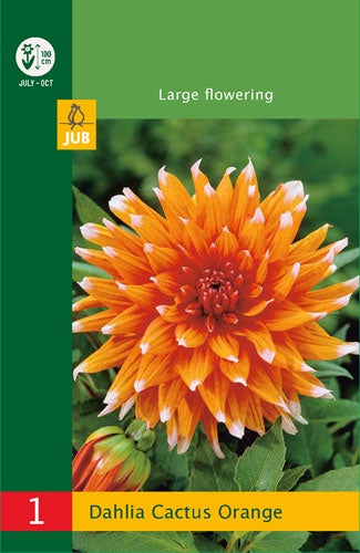 1 Dahlia Cactus Orange