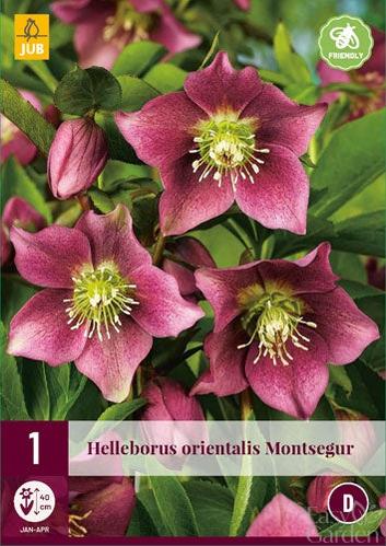 1 Helleborus Orientalis Montsegur I-Easy Garden Centre