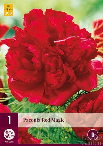 1 Paeonia Red Magic 2/3-Easy Garden Centre