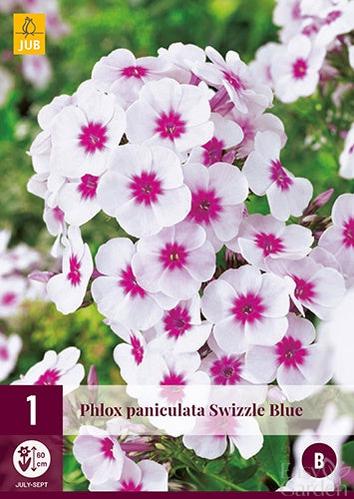 1 Phlox Paniculata Swizzle Blue I-Easy Garden Centre
