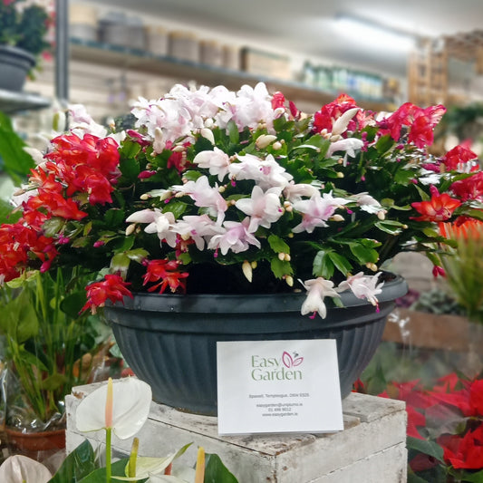 Schlumbergera Red-White P45