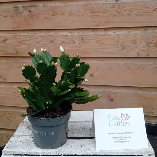 Schlumbergera white / P13