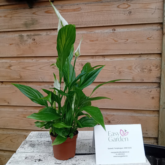 Spathiphyllum 'Pearl Cupido' / P9