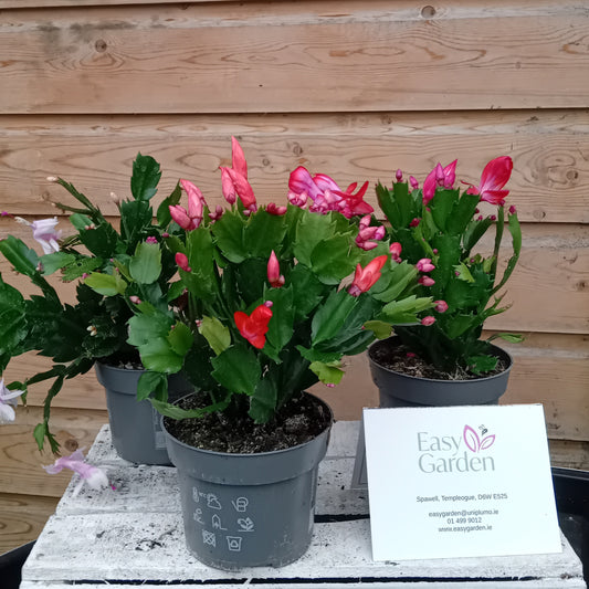 Schlumbergera  Mix / P13