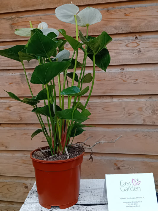 Anthurium and. 'Adios White' / P17-Easy Garden Centre