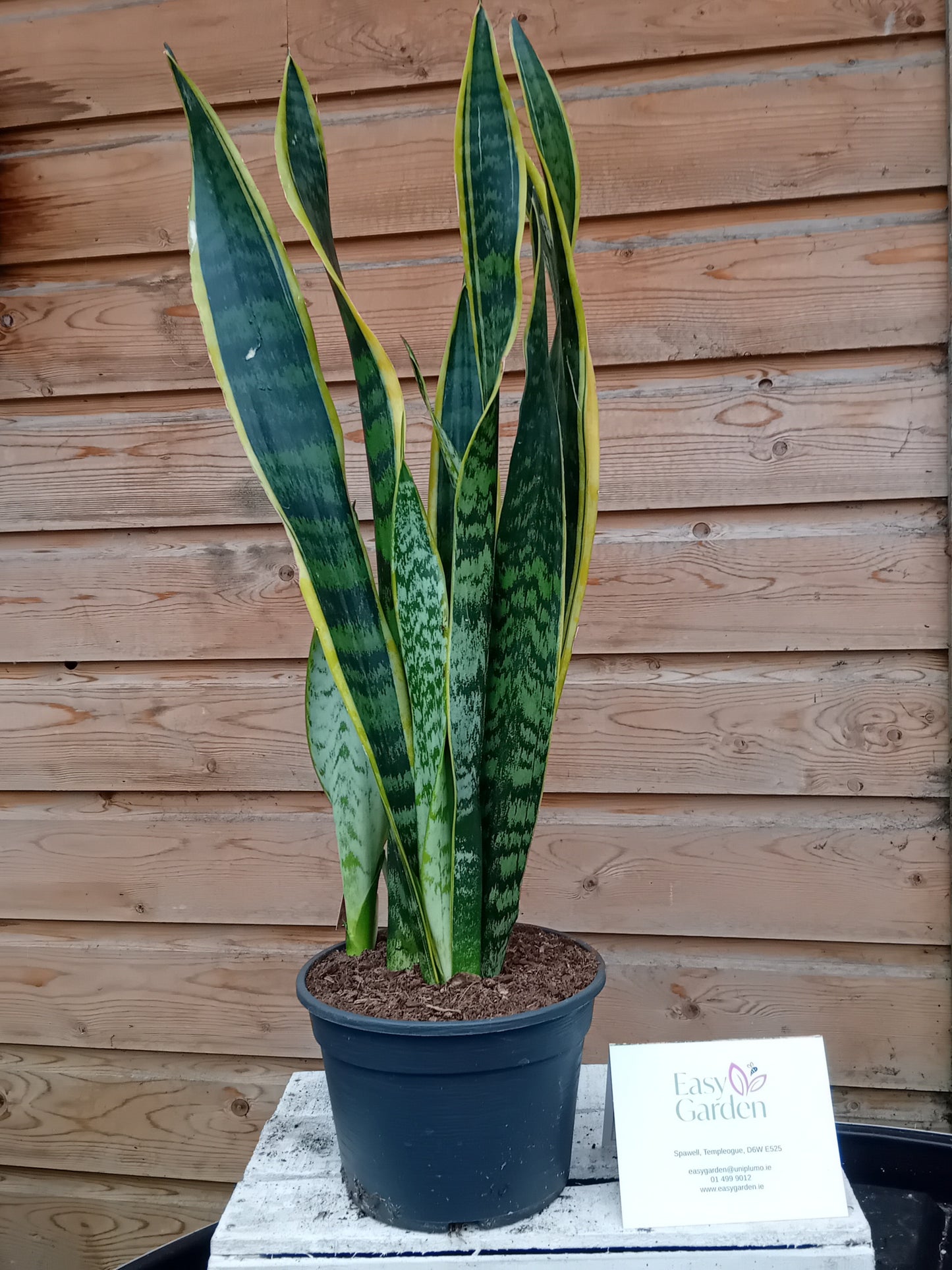 Sansevieria trif. 'Laurentii' / P20