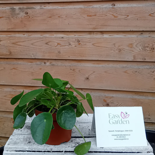 Pilea peperomoides / P13