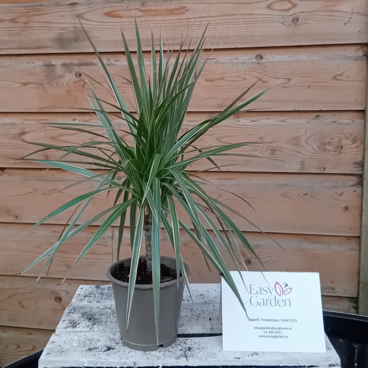 Dracaena marg. 'Bicolor' / P12 / 10 cm stem