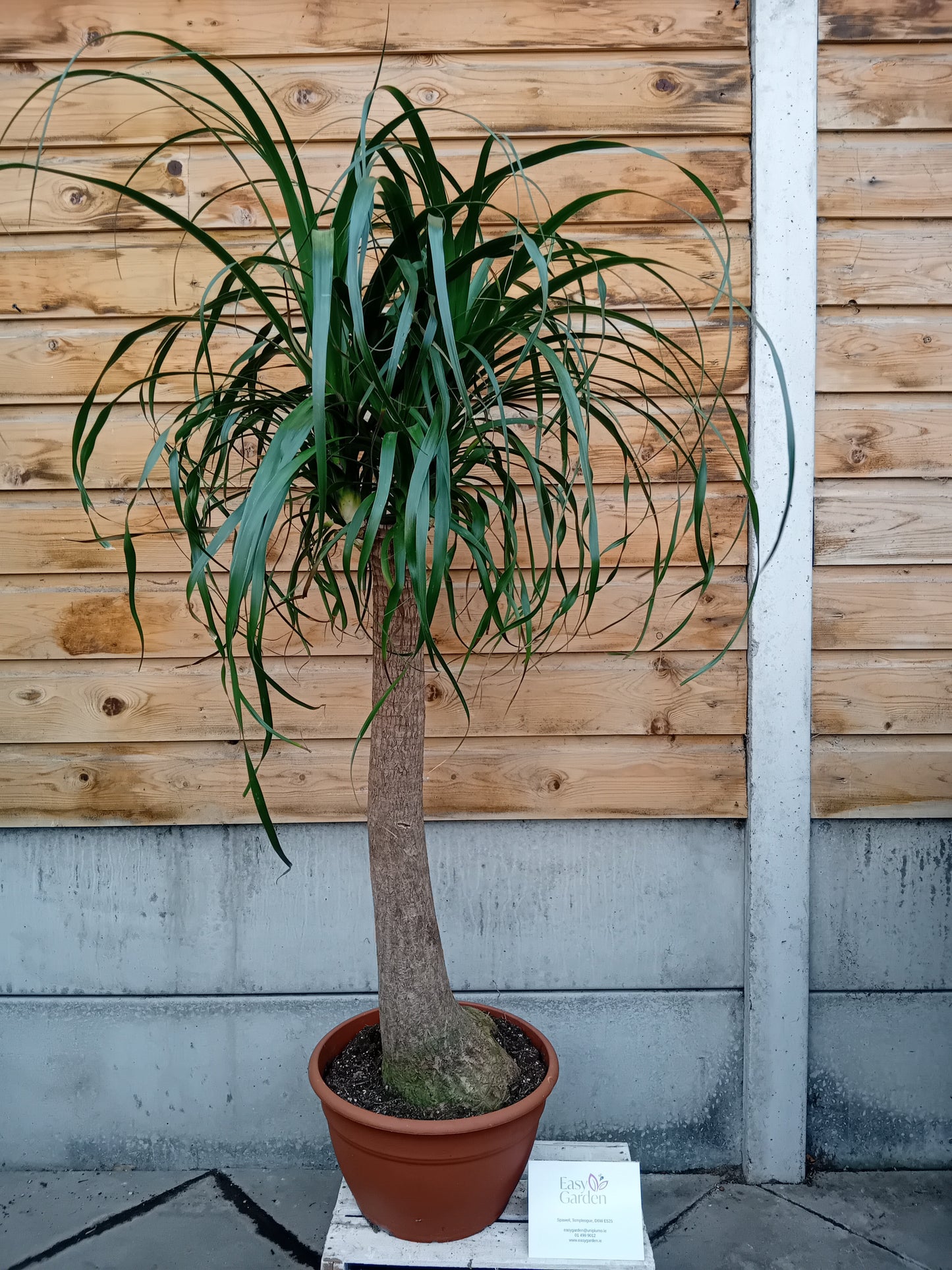 Beaucarnea(Nolina) recurvata / P30