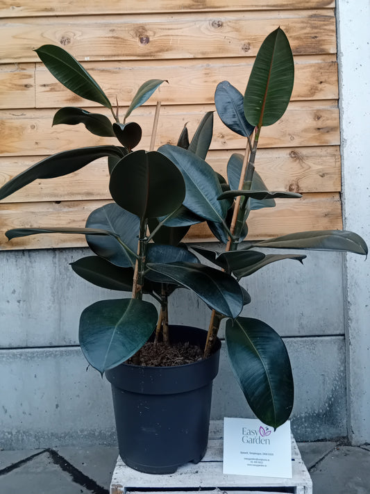 Ficus Robusta 27cm 27cm