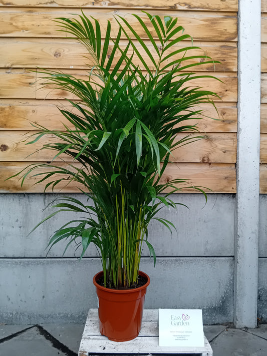 Dypsis 20cm