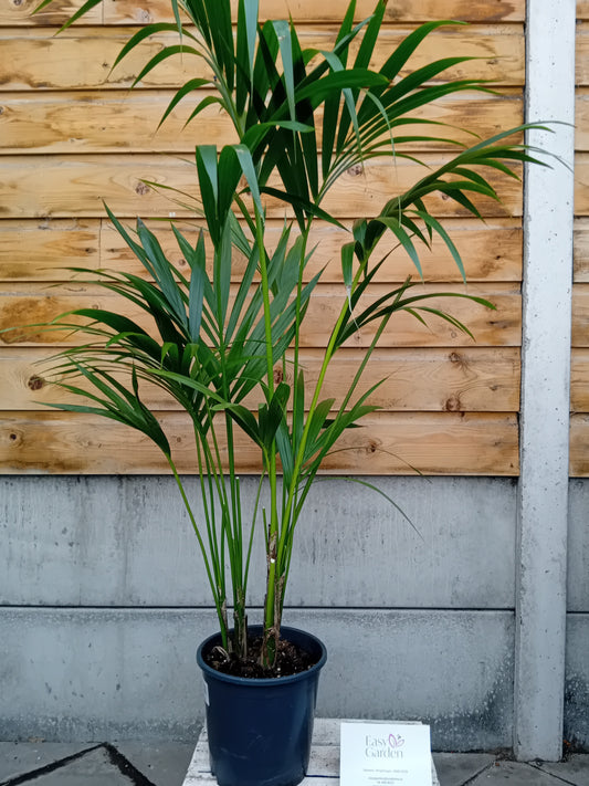 Kentia Palm 21cm 21cm