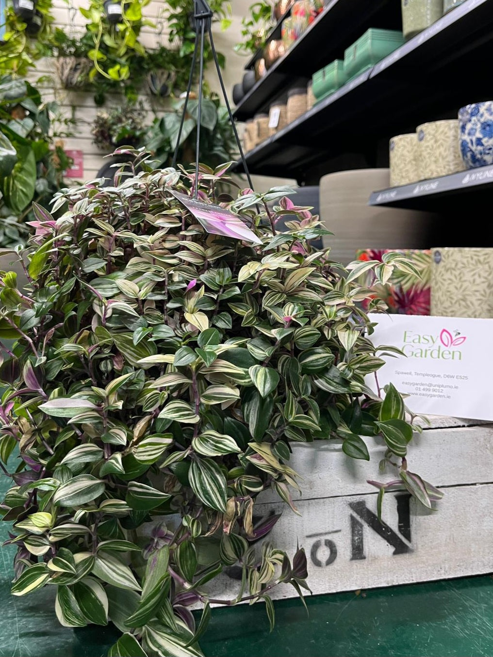 Tradescantia flum. 'Quadricolor' / P18, hanging pot-Easy Garden Centre