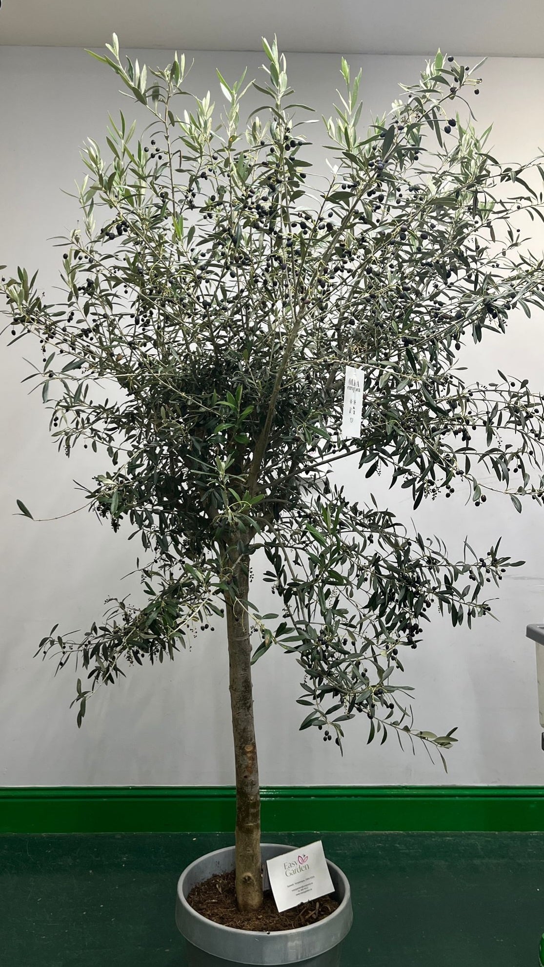 OLEA europaea 50-80cm Stem