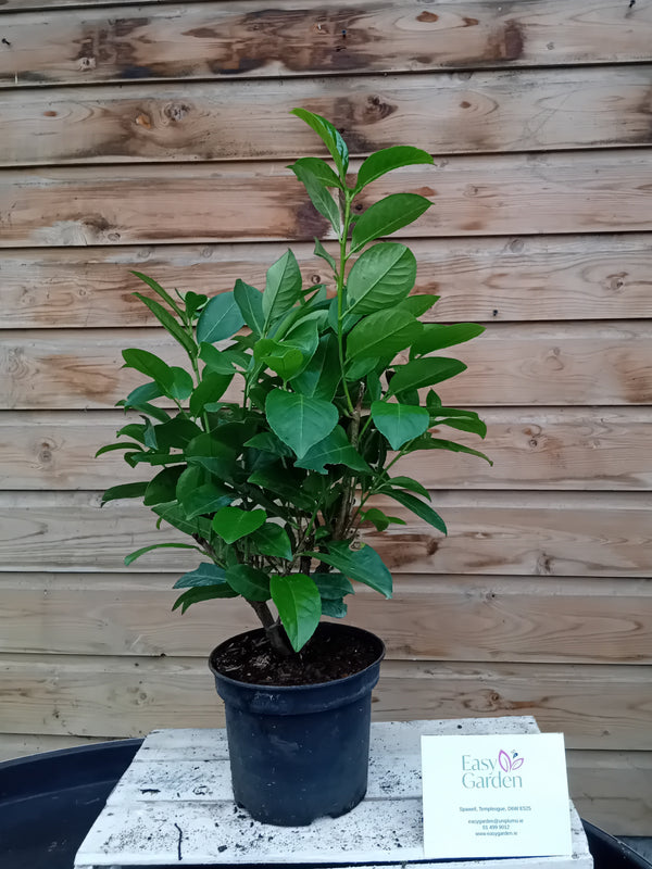 Prunus l. Rotundifolia / 5.0-litre container 50-60 cm-Easy Garden Centre