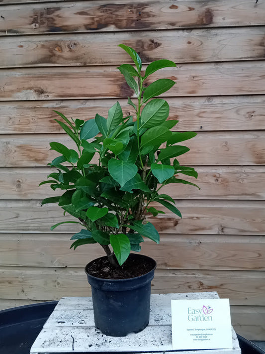 Prunus l. Rotundifolia / 5.0-litre container 50-60 cm-Easy Garden Centre