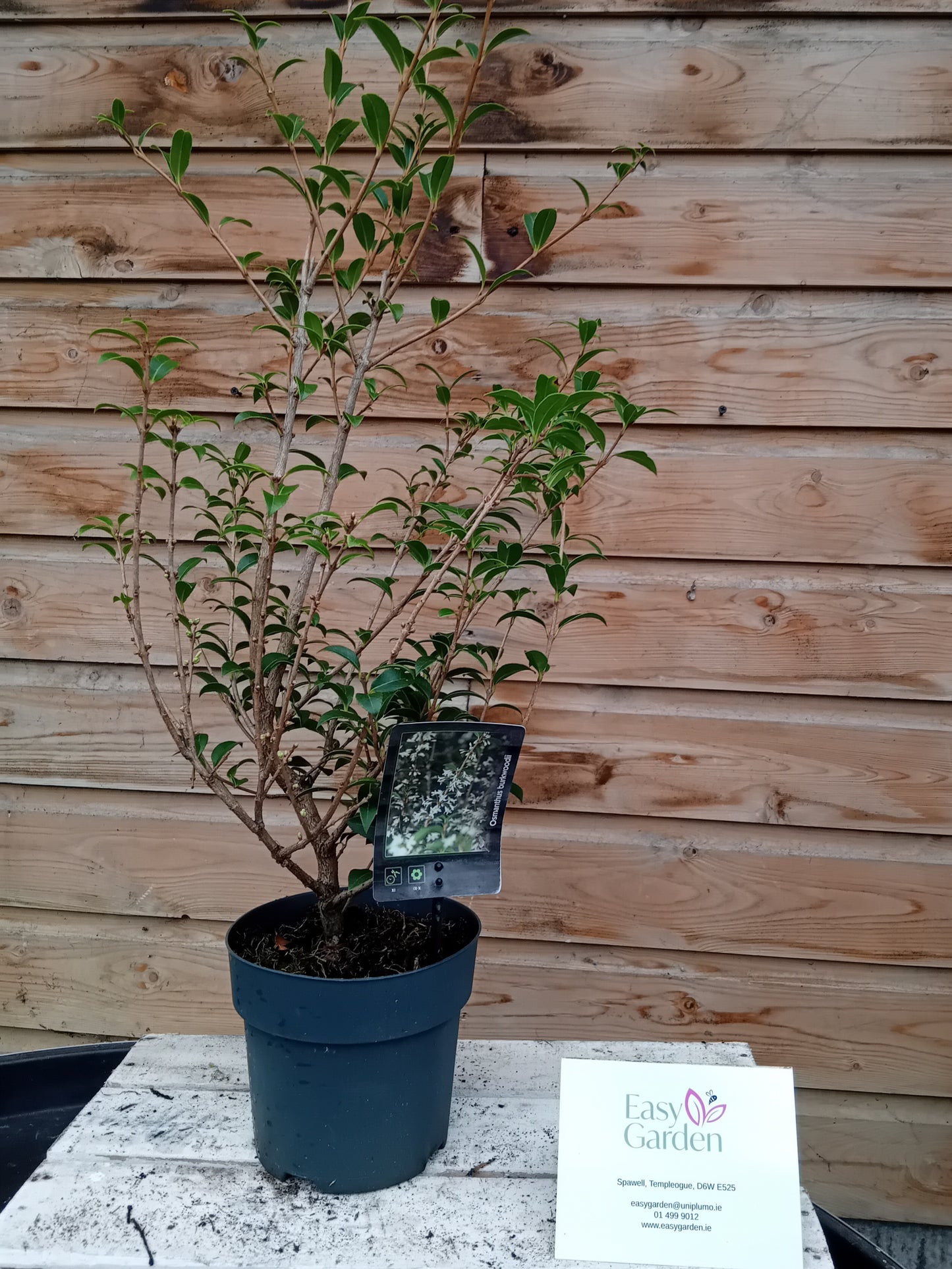 Osmanthus Burkwoodii 2ltr