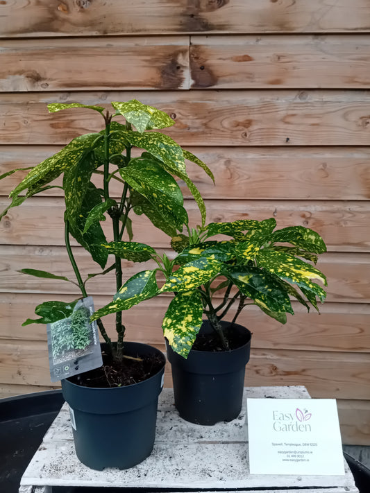 Aucuba 1448-Easy Garden Centre