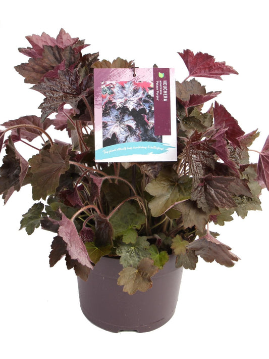 Heuchera m. Palace Purple 2-Easy Garden Centre