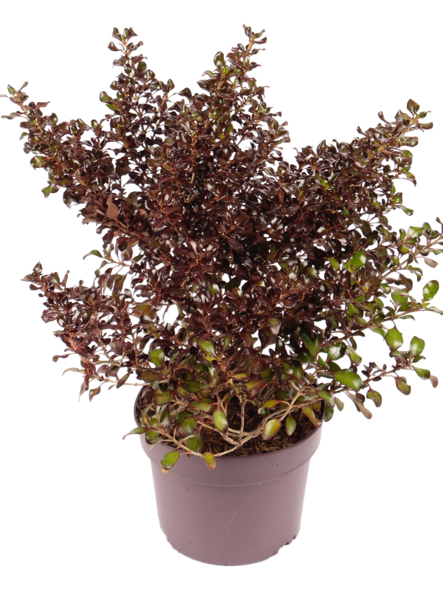 Coprosma 'Chocolate Soldier' / 3.0-litre container 20-25 cm