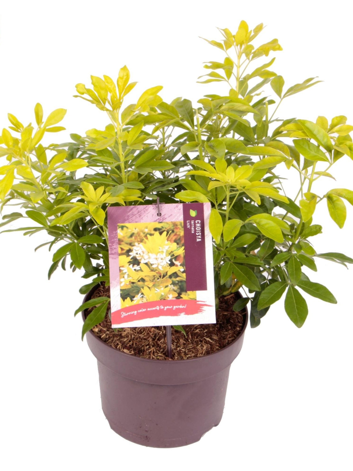 Choisya ternata Sundance (Lich) 1926-Easy Garden Centre