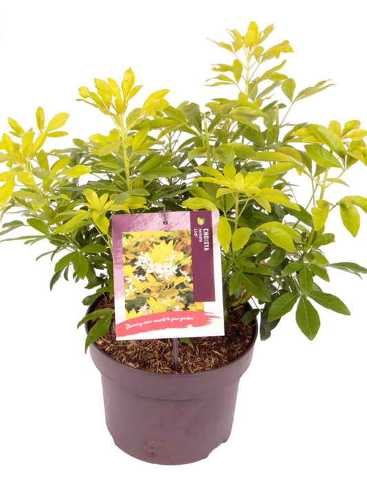 Choisya ternata Sundance (Lich) 1926-Easy Garden Centre