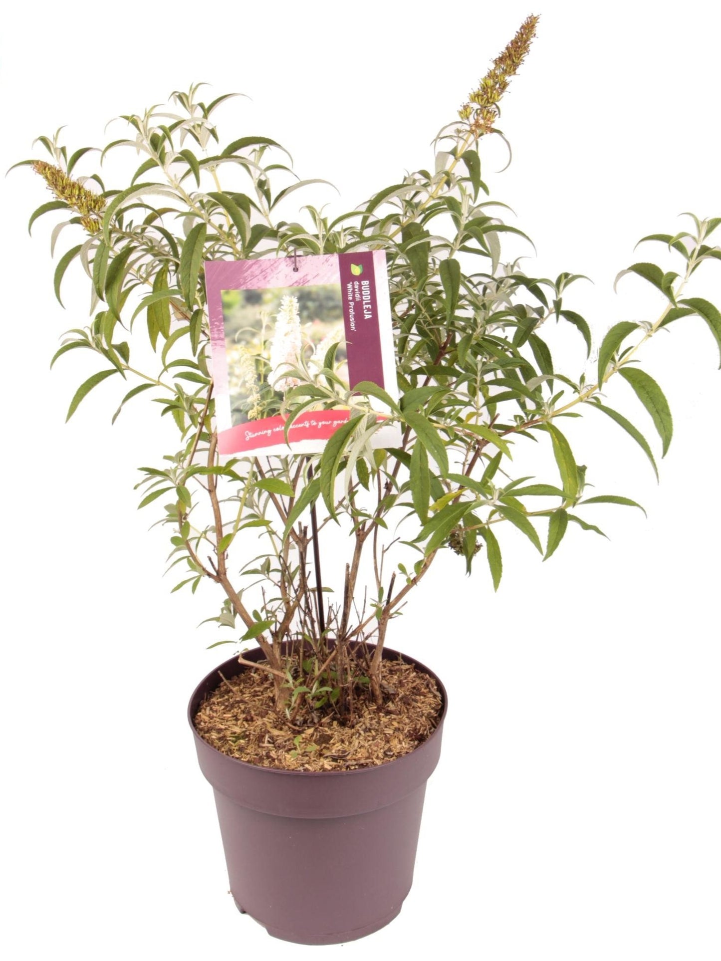 Buddleja dav White Profusion 1690-Easy Garden Centre
