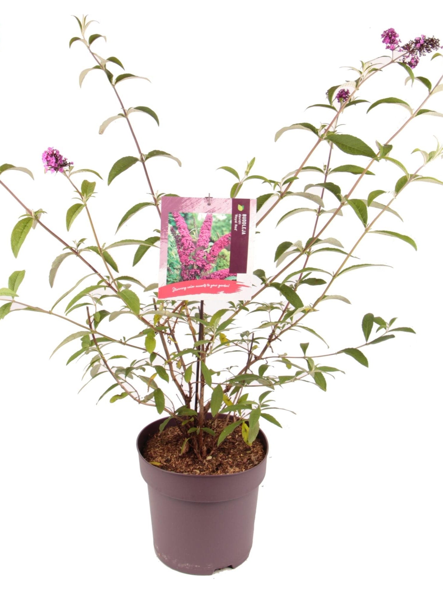 Buddleja d Royal Red 1688-Easy Garden Centre