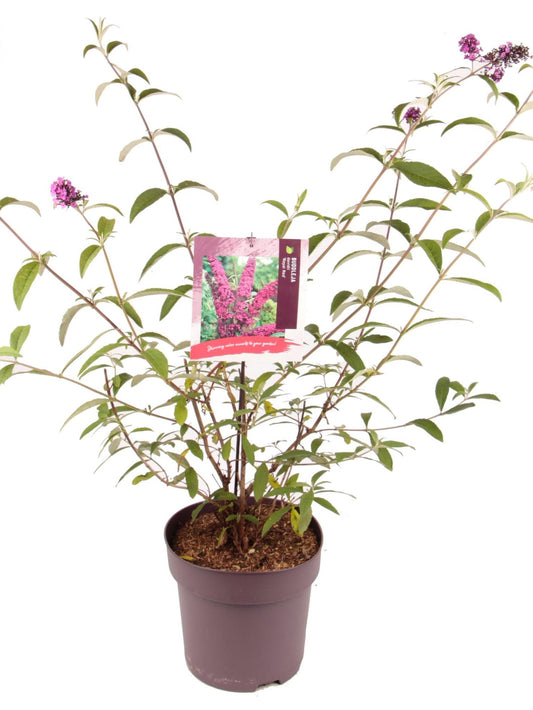 Buddleja d Royal Red 1688