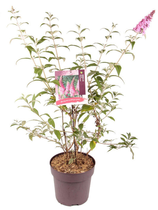 Buddleja d Pink Delight 1686-Easy Garden Centre
