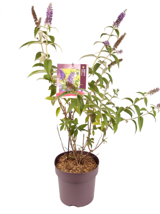 Buddleja d Empire Blue 1684-Easy Garden Centre